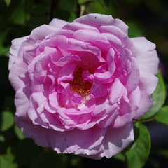 Yumeka Rose Plant