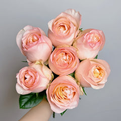 Yunxing Rose