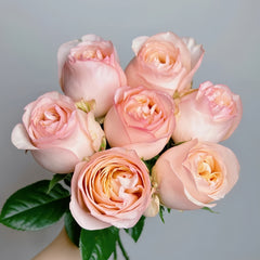 Yunxing Rose
