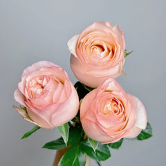 Yunxing Rose