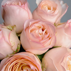 Yunxing Rose