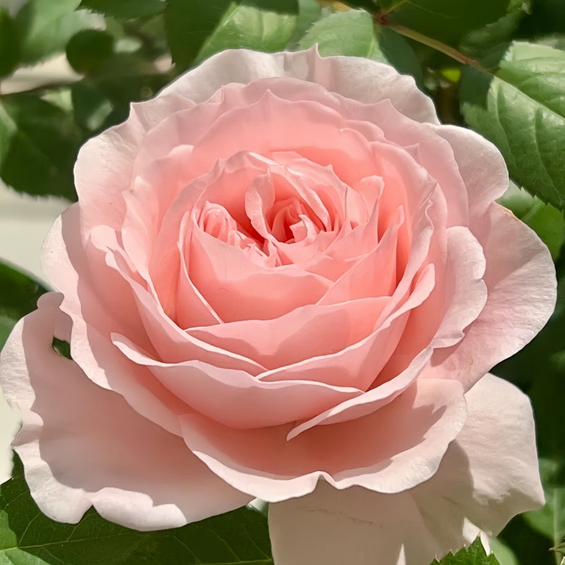 Yuzhi Rose Plant