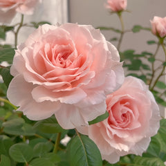 Yuzhi Rose Plant