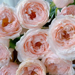 Yuzhi Rose Plant