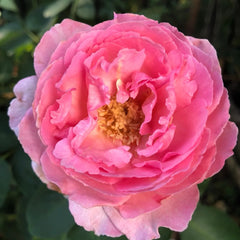 Yves Clair Rose