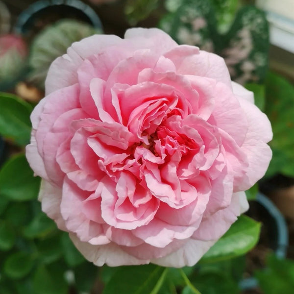 Yves Clair Rose