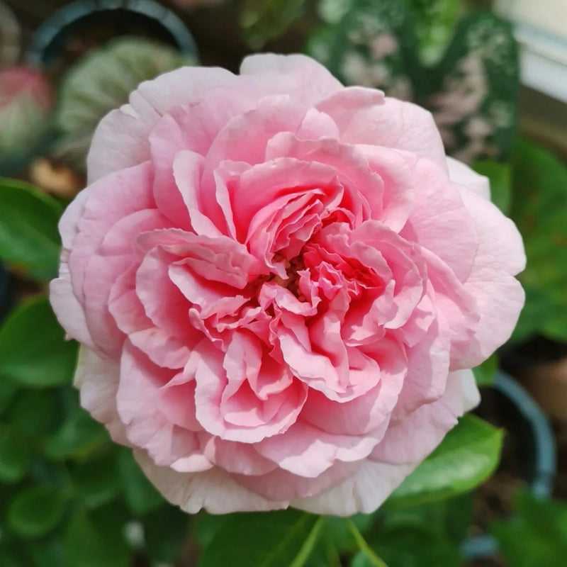 Yves Clair Rose