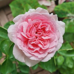 Yves Clair Rose