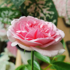 Yves Clair Rose