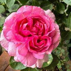 Yves Clair Rose