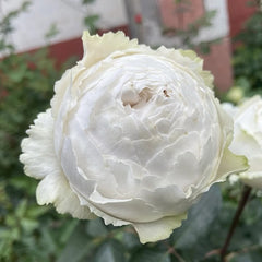 Yves Cullum Rose Plant