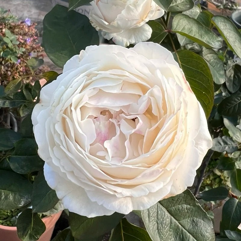 Yves Cullum Rose Plant