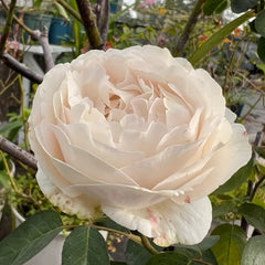 Yves Cullum Rose Plant