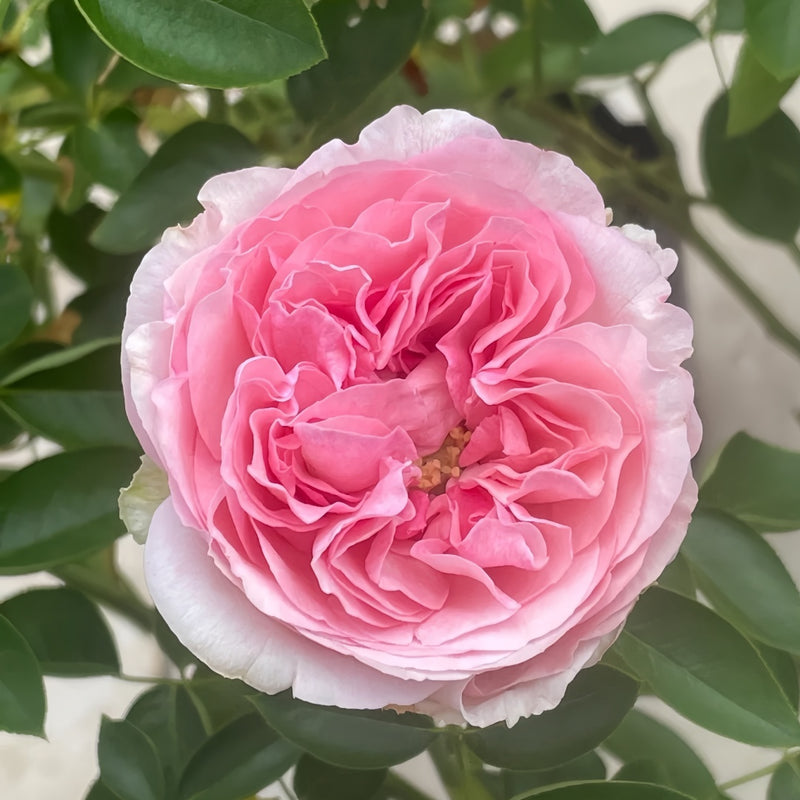 Yves Light Rose