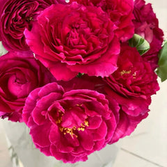Yves Lorio Rose Plant