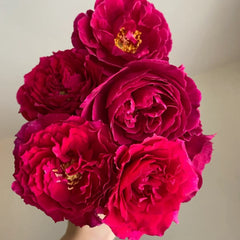 Yves Lorio Rose Plant
