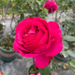 Yves Lorio Rose Plant