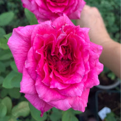 Yves Lorio Rose Plant