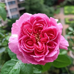 Yves Lorio Rose Plant