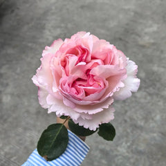 Yves Metropole Monaco Rose Plant