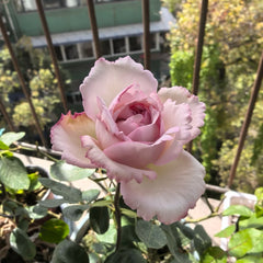 Yves Metropole Monaco Rose Plant