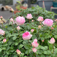 Yves Metropole Monaco Rose Plant