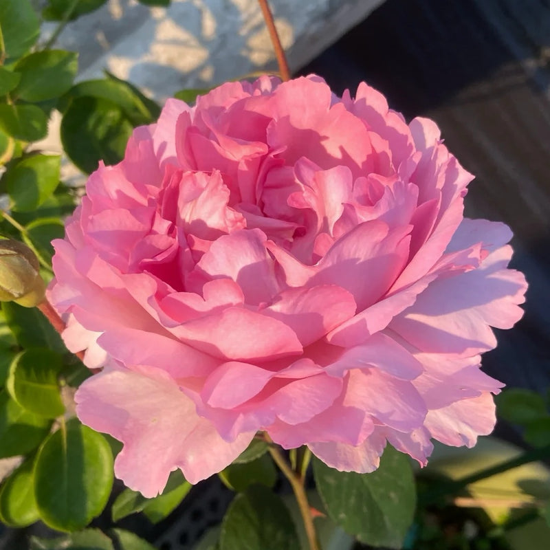 Yves Metropole Monaco Rose Plant