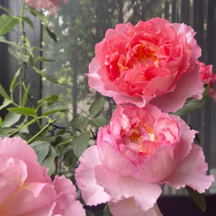 Yves No3 Rose Plant|伊芙三号/夏娃