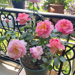 Yves No3 Rose Plant|伊芙三号/夏娃