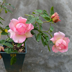 Yves No3 Rose Plant|伊芙三号/夏娃