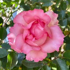 Yves No3 Rose Plant|伊芙三号/夏娃
