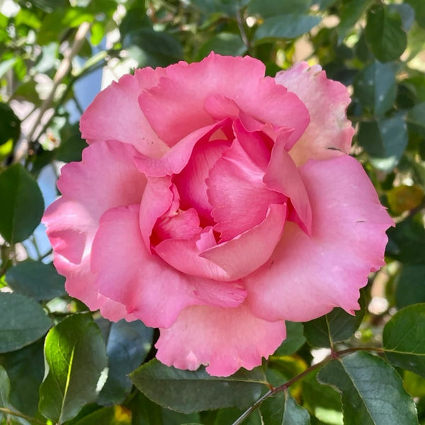 Yves No3 Rose Plant|伊芙三号/夏娃