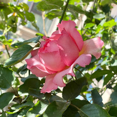 Yves No3 Rose Plant|伊芙三号/夏娃