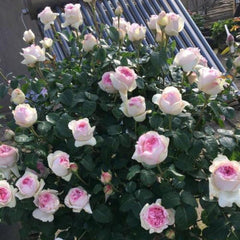 Yves No4 Aroma Rose – Fragrant Pink Floribunda Blooms