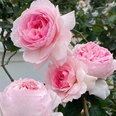 Yves No4 Aroma Rose – Fragrant Pink Floribunda Blooms