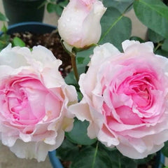 Yves No4 Aroma Rose – Fragrant Pink Floribunda Blooms