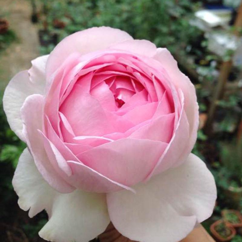 Yves No4 Aroma Rose – Fragrant Pink Floribunda Blooms