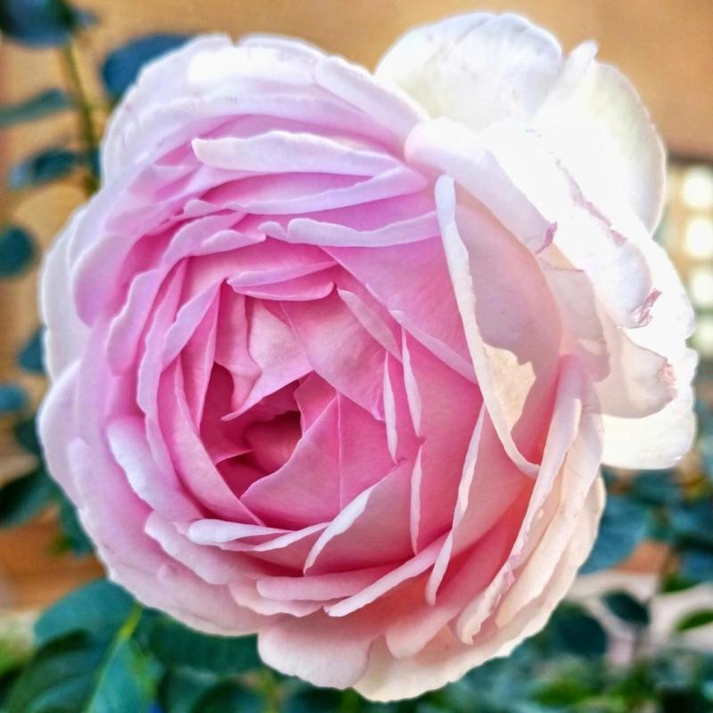 Yves No4 Aroma Rose – Fragrant Pink Floribunda Blooms