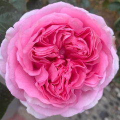 Yves No4 Aroma Rose – Fragrant Pink Floribunda Blooms