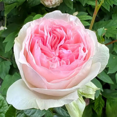 Yves Otome Heart Rose – Delicate Pink Floribunda Blooms