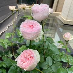 Yves Otome Heart Rose – Delicate Pink Floribunda Blooms