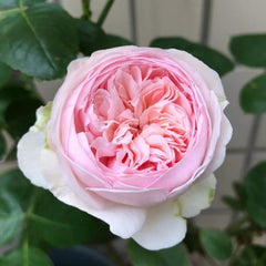 Yves Otome Heart Rose – Delicate Pink Floribunda Blooms