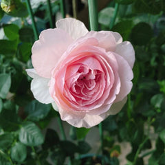 Yves Otome Heart Rose – Delicate Pink Floribunda Blooms