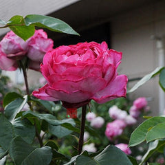 Yves Piaget Rose – Continuous Blooming French Elegance