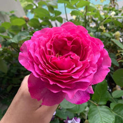 Yves Piaget Rose – Continuous Blooming French Elegance