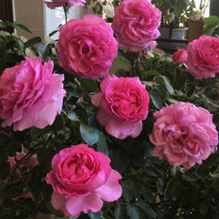 Yves Piaget Rose – Continuous Blooming French Elegance