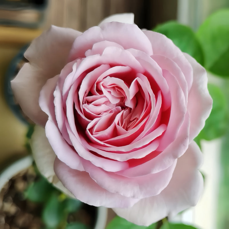 Yves Pink Rose Plant