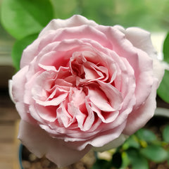Yves Pink Rose Plant