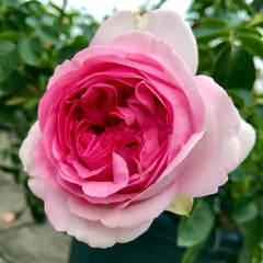 Yves Pink Rose Plant