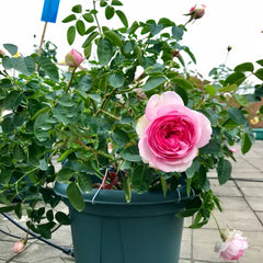 Yves Pink Rose Plant
